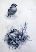 archibald thorburn study of hawfinches A4 Photo Print