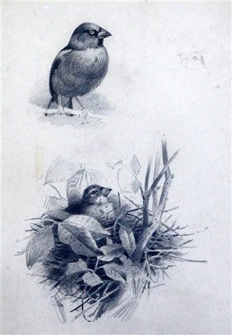 archibald thorburn study of hawfinches A4 Photo Print