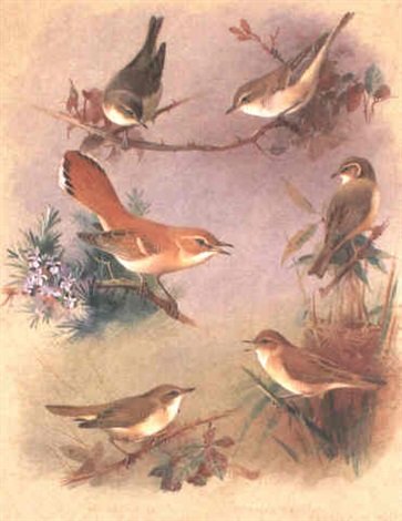 archibald thorburn study of six warblers pl.vii A4 Photo Print