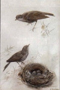 archibald thorburn study of thrushes and a nest A4 Photo Print