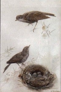archibald thorburn study of thrushes and a nest A4 Photo Print