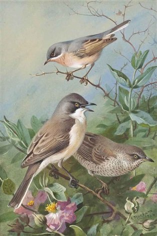 archibald thorburn subalpine orphean and barred warblers A4 Photo Print