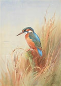 archibald thorburn summer kingfisher female A4 Photo Print
