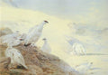 archibald thorburn sunset glow  ptarmigan in winter A4 Photo Print