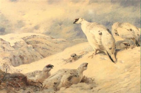 archibald thorburn sunshine and shadow ptarmigan on the high top A4 Photo Print