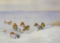 archibald thorburn sunshine and snow wigeon and teal in winter A4 Photo Print