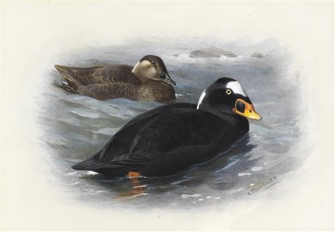 archibald thorburn surf scoter A4 Photo Print