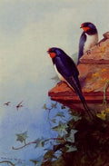 archibald thorburn swallows on an ivy covered roof A4 Photo Print