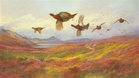 archibald thorburn swerving from the guns  red grouse A4 Photo Print