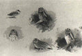 archibald thorburn tawny and short eared owls and a marbled duck A4 Photo Print