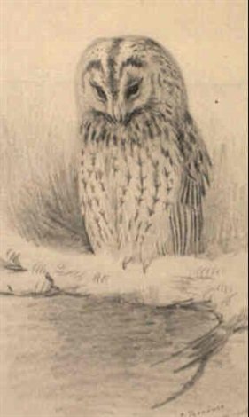 archibald thorburn tawny owl A4 Photo Print