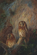archibald thorburn tawny owls A4 Photo Print