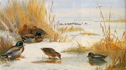 archibald thorburn teal and mallard in winter A4 Photo Print