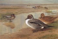 archibald thorburn teal and pintail A4 Photo Print
