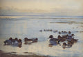 archibald thorburn teal and widgeon A4 Photo Print