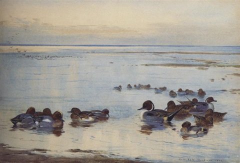 archibald thorburn teal and widgeon A4 Photo Print