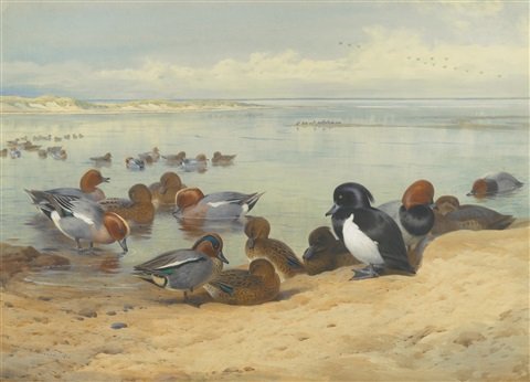 archibald thorburn teal tufted ducks and widgeon A4 Photo Print
