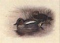 archibald thorburn teal A4 Photo Print
