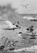 archibald thorburn terns A4 Photo Print