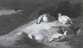archibald thorburn the approach of the foe ptarmigan and eagle A4 Photo Print