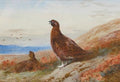archibald thorburn the challenge A4 Photo Print
