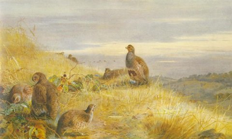 archibald thorburn the covey at daybreak partridges A4 Photo Print
