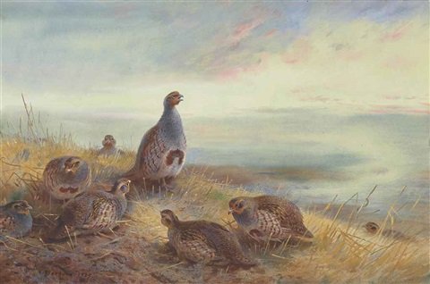 archibald thorburn the covey at sunrise partridge A4 Photo Print