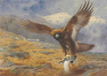 archibald thorburn the eagles stoop a golden eagle snatching a ptarmigan A4 Photo Print