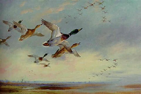 archibald thorburn the evening flight mallard A4 Photo Print