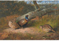 archibald thorburn the fallen beech a cock and three hen pheasants with a wasp A4 Photo Print