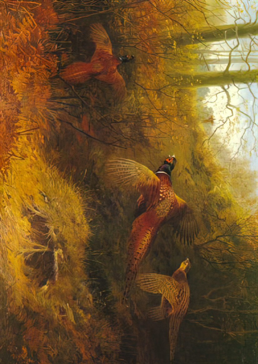 archibald thorburn the glory of autumn pheasants A4 Photo Print