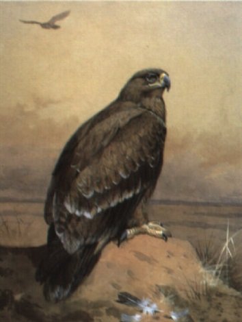 archibald thorburn the golden eagle A4 Photo Print