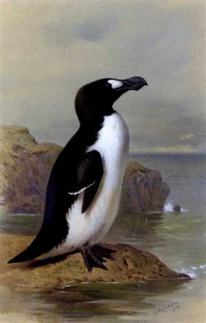 archibald thorburn the great auk A4 Photo Print