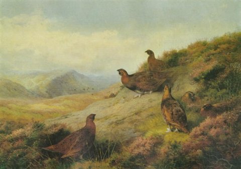 archibald thorburn the home of the red grouse A4 Photo Print