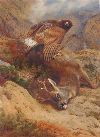 archibald thorburn the lost roe A4 Photo Print