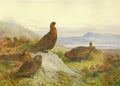 archibald thorburn the morning call  red grouse A4 Photo Print