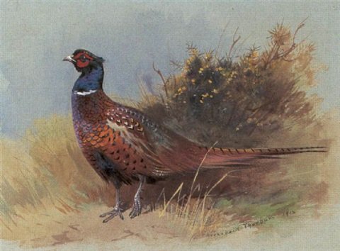 archibald thorburn the pheasant A4 Photo Print