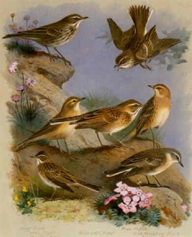 archibald thorburn the pipits pl.12 A4 Photo Print