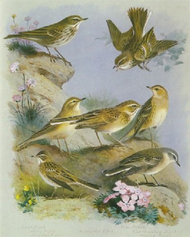 archibald thorburn the pipits A4 Photo Print