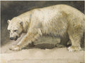 archibald thorburn the polar bear A4 Photo Print