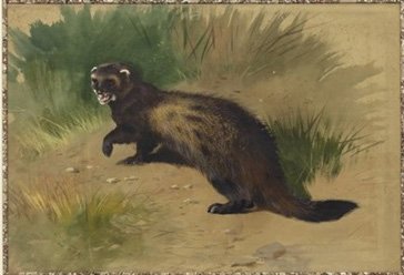 archibald thorburn the scottish polecat A4 Photo Print