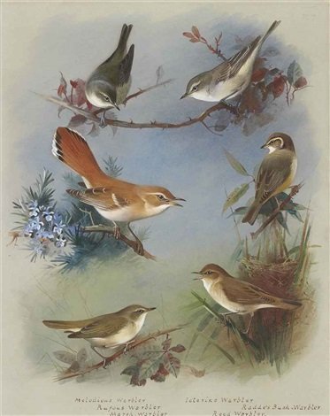 archibald thorburn the warblers A4 Photo Print