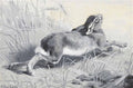 archibald thorburn the wounded hare muffs work A4 Photo Print