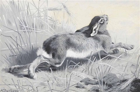archibald thorburn the wounded hare muffs work A4 Photo Print