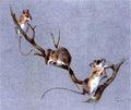 archibald thorburn three field mice A4 Photo Print