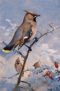 archibald thorburn three waxwings on a rose in winter A4 Photo Print