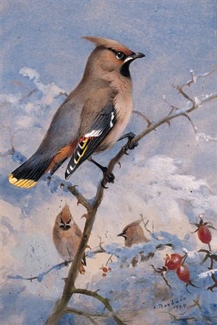 archibald thorburn three waxwings on a rose in winter A4 Photo Print