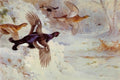 archibald thorburn through the snowy coverts blackgame A4 Photo Print