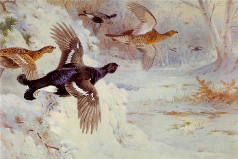 archibald thorburn through the snowy coverts blackgame A4 Photo Print