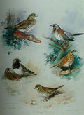 archibald thorburn thrushes A4 Photo Print